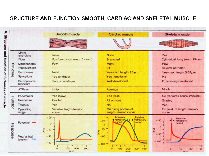 SRUCTURE AND FUNCTION SMOOTH, CARDIAC AND SKELETAL MUSCLE